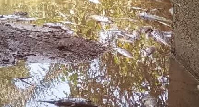 Guiglo : des pissons morts découverts dans la rivière Nicla, les populations invitées à ne pas les consommer