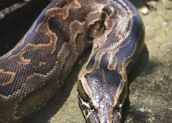 Python capturé à Duékoué, voici de quelle espèce il s&rsquo;agissait