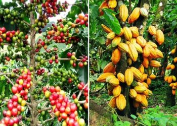 Le café désormais plus cher que le cacao