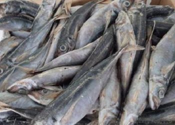 Poissons congelés, le gouvernement obtient une baisse de 2 500 FCFA par carton